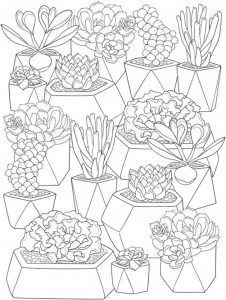 6 Succulents Coloring Pages