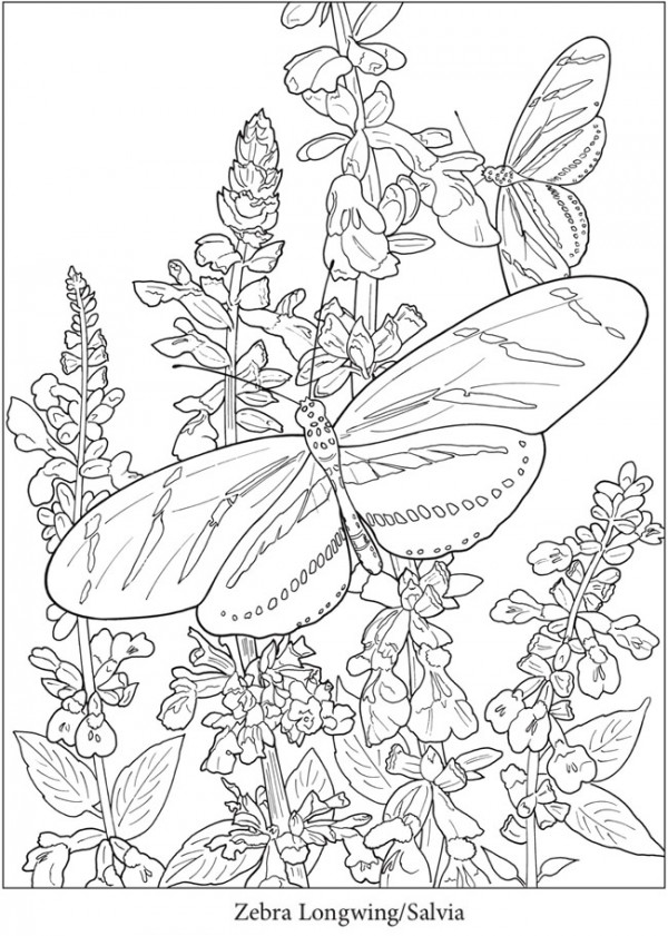 4 Butterfly Coloring Pages