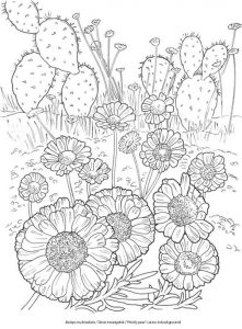 6 Desert Blooms Coloring Pages